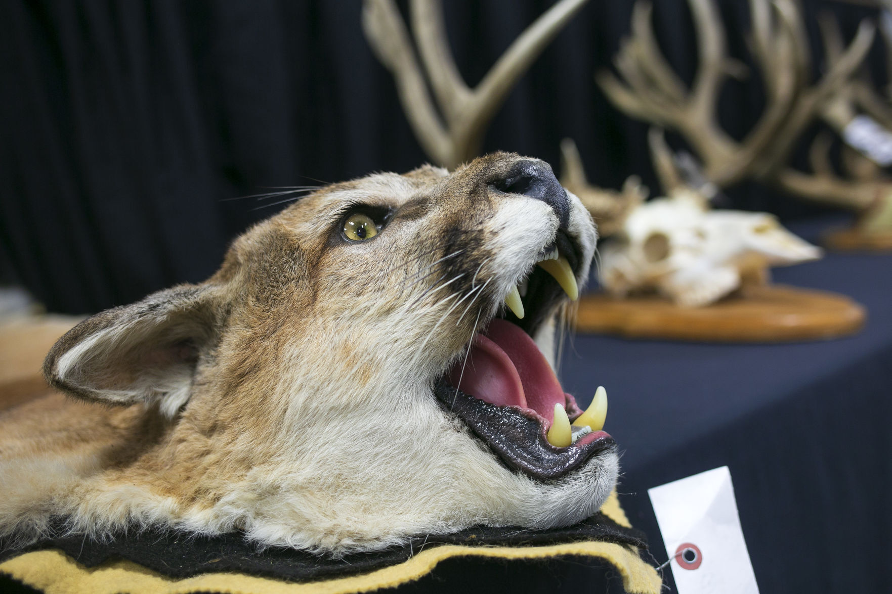 Mountain lion